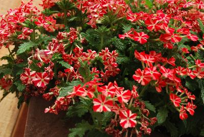 Syngenta Flowers, Inc.: Magelena™ Verbena Red Star 