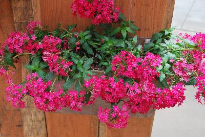 Falling Star™ Pentas lanceolata Rose