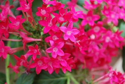 Falling Star™ Pentas lanceolata Rose