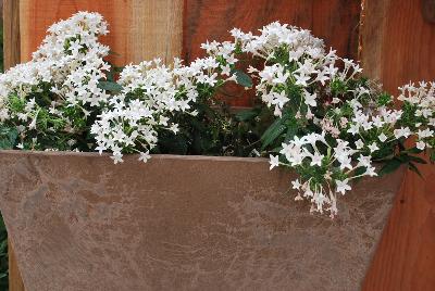 Falling Star™ Pentas lanceolata White 