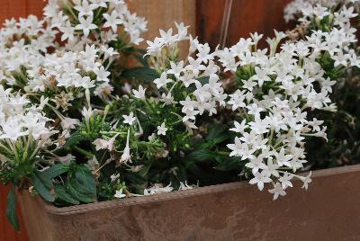 Falling Star™ Pentas lanceolata White 