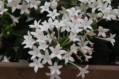 Falling Star™ Pentas lanceolata White 