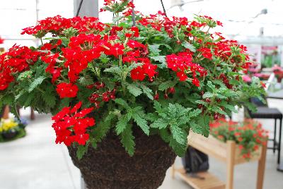 Syngenta Flowers, Inc.: Magelena™ Verbena Scarlet Improved 