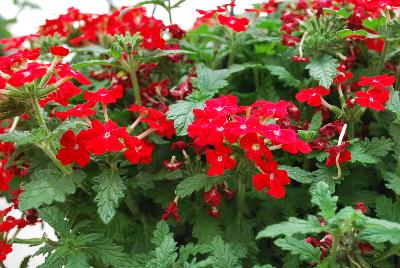 Magelena™ Verbena x hybrida Scarlet Improved 