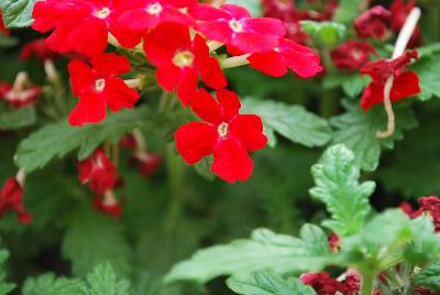 Magelena™ Verbena x hybrida Scarlet Improved 