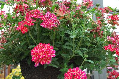 Lanai® Verbena x hybrida Red Star 