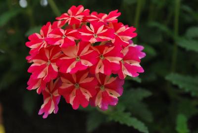 Syngenta Flowers, Inc.: Lanai® Verbena Red Star 