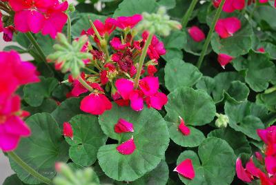 Maverick™ Pelargonium x hortorum Violet