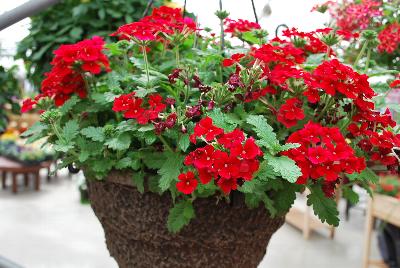 Lanai® Verbena x hybrida Early Dark Red 