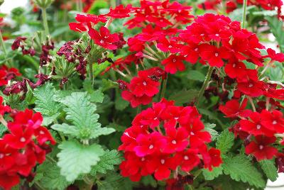 Lanai® Verbena x hybrida Early Dark Red 