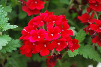 Syngenta Flowers, Inc.: Lanai® Verbena Early Dark Red 