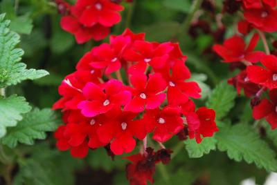 Lanai® Verbena x hybrida Early Dark Red 