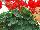 Calliope® Medium Pelargonium interspecific Scarlet 