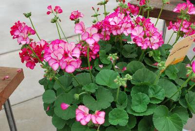 Maverick™ Pelargonium x hortorum Violet Picotee
