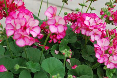 Maverick™ Pelargonium x hortorum Violet Picotee 