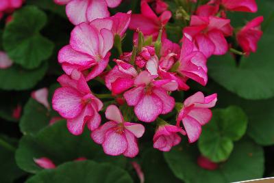 Maverick™ Pelargonium x hortorum Violet Picotee 
