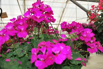 Caliente® Pelargonium interspecific Lavender Improved 
