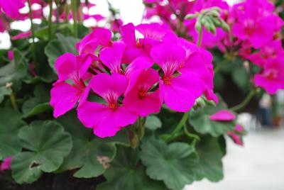 Caliente® Pelargonium interspecific Lavender Improved 