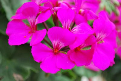 Caliente® Pelargonium interspecific Lavender Improved 