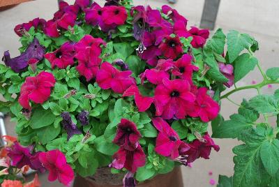 Duvet™ Petunia grandiflora Burgundy 