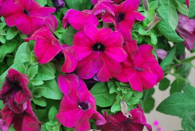 Syngenta Flowers, Inc.: Duvet™ Petunia Burgundy 