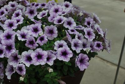 Syngenta Flowers, Inc.: Sanguna® Patio Petunia Blue Vein 