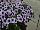 Sanguna® Patio Petunia hybrida Blue Vein 