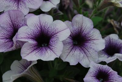 Sanguna® Patio Petunia hybrida Blue Vein 