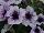Sanguna® Patio Petunia hybrida Blue Vein 
