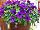 Sanguna® Patio Petunia hybrida Blue 