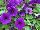 Sanguna® Patio Petunia hybrida Blue 