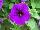 Sanguna® Patio Petunia hybrida Blue 