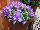 Sanguna® Patio Petunia hybrida Blue Morn 