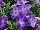 Sanguna® Patio Petunia hybrida Blue Morn 