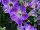 Sanguna® Patio Petunia hybrida Blue Morn 