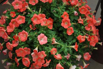 Whispers™ Petunia hybrida Orange 