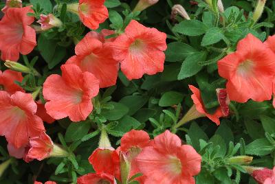 Whispers™ Petunia hybrida Orange 