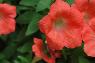 Whispers™ Petunia hybrida Orange 