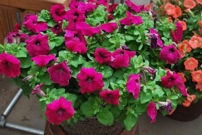 Syngenta Flowers, Inc.: Damask™ Petunia Purple 