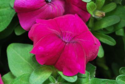 Syngenta Flowers, Inc.: Damask™ Petunia Purple 