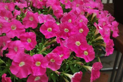 Picobella™ Petunia milliflora Pink 