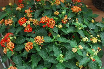 Syngenta Flowers, Inc.: Landscape Bandana® Lantana Red Improved 