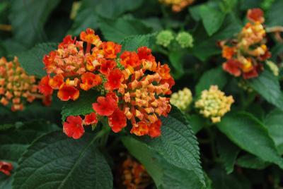 Landscape Bandana® Lantana camara Red Improved