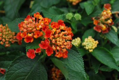 Syngenta Flowers, Inc.: Landscape Bandana® Lantana Red Improved 