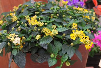 Landscape Bandana® Lantana camara Lemon Zest