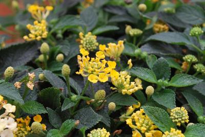 Landscape Bandana® Lantana camara Lemon Zest 
