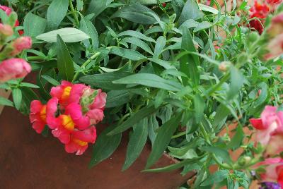 Snaptastic™ Antirrhinum majus (Snapdragon) Orange Flame