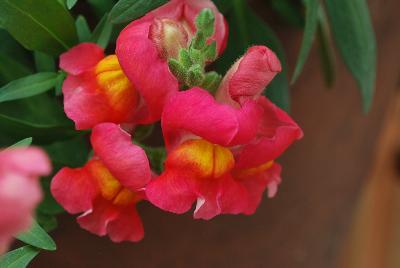 Snaptastic™ Antirrhinum majus (Snapdragon) Orange Flame