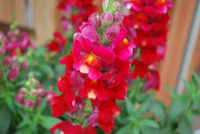 Snaptastic™ Antirrhinum majus (Snapdragon) Red