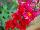 Syngenta Flowers, Inc.: Antirrhinum majus (Snapdragon) 'Red' 